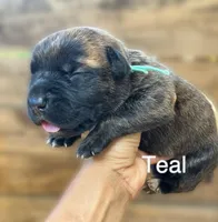 Teal, a female Cane Corso for sale in Walterboro, SC – 1 of 3