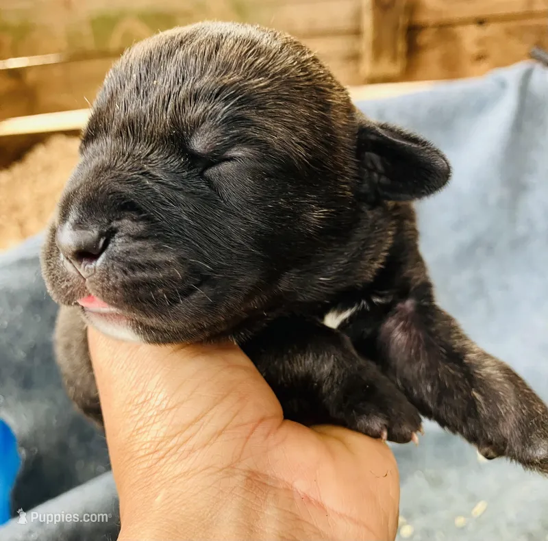 Puppy 5, a male Cane Corso for sale in Walterboro, SC – Photo 1 of 2