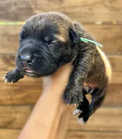 Teal, a female Cane Corso for sale in Walterboro, SC – 3 of 3