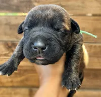 Teal, a female Cane Corso for sale in Walterboro, SC – 2 of 3
