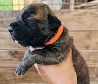 Orange, a female Cane Corso for sale in Walterboro, SC – 3 of 6