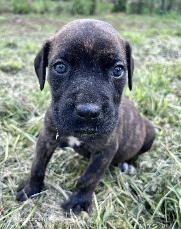 White  – Cane Corso puppy for sale in Walterboro, SC