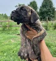 Black, a female Cane Corso for sale in Walterboro, SC – 2 of 3