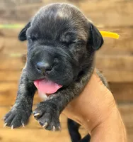 Yellow, a female Cane Corso for sale in Walterboro, SC – 2 of 2