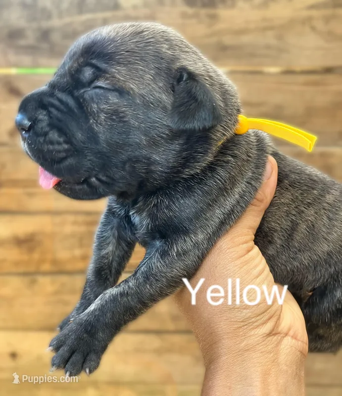 Yellow – Cane Corso puppy for sale in Walterboro, SC