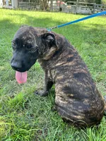 Light Blue, a female Cane Corso for sale in Walterboro, SC – 3 of 4