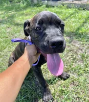 Light Purple, a female Cane Corso for sale in Walterboro, SC – 3 of 5