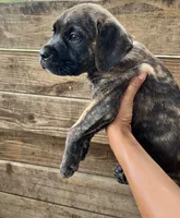 Black, a female Cane Corso for sale in Walterboro, SC – 3 of 3