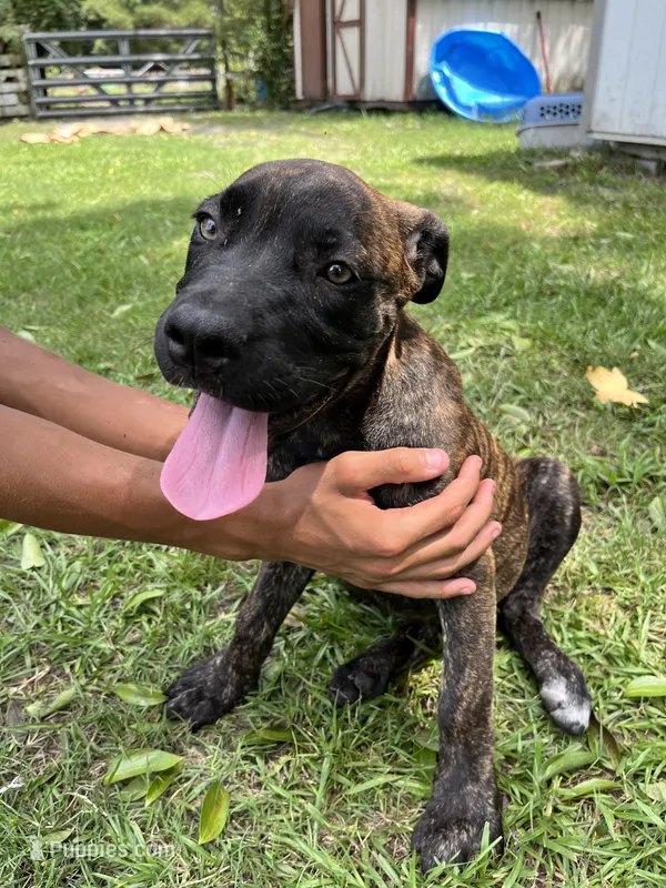 Light Green – Cane Corso puppy for sale in Walterboro, SC