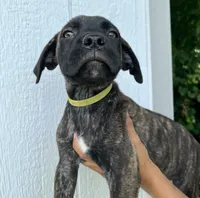 Light Green, a female Cane Corso for sale in Walterboro, SC – 4 of 6