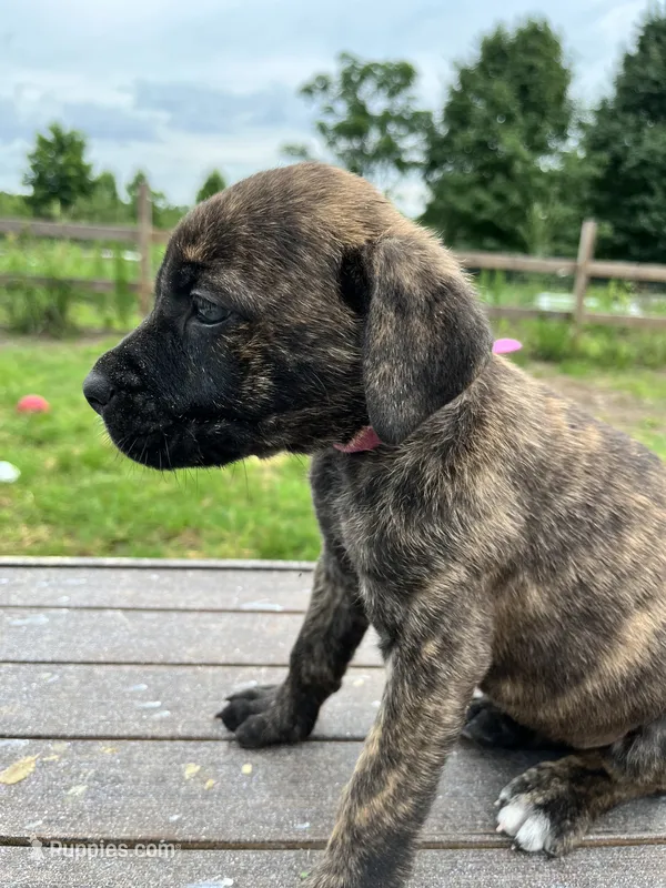 Dark Pink – Cane Corso puppy for sale in Walterboro, SC