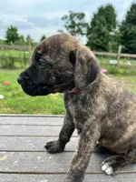 Dark Pink, a female Cane Corso for sale in Walterboro, SC – 1 of 3