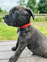 Red, a female Cane Corso for sale in Walterboro, SC – 3 of 6