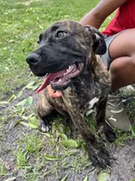 White , a female Cane Corso for sale in Walterboro, SC – 1 of 3