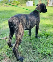 Light Green, a female Cane Corso for sale in Walterboro, SC – 4 of 6