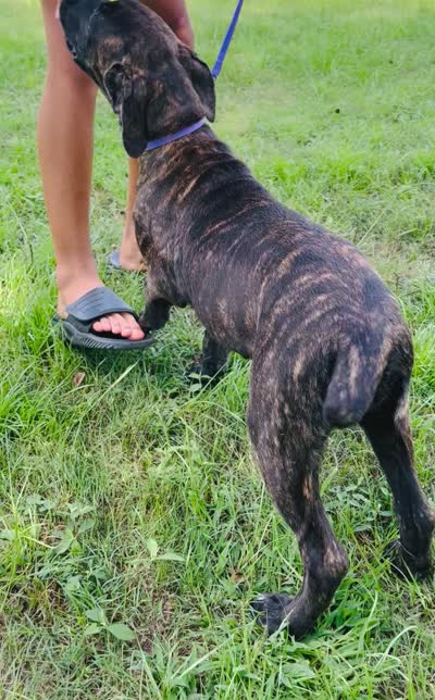 Light Purple, a female Cane Corso for sale in Walterboro, SC – 5 of 5