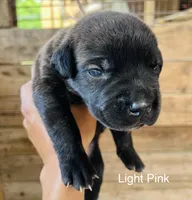 Light Pink , a female Cane Corso for sale in Walterboro, SC – 3 of 4