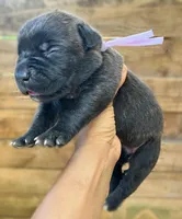 Light Pink II, a female Cane Corso for sale in Walterboro, SC – 3 of 3