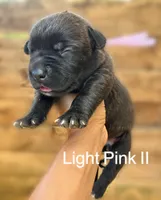 Light Pink II, a female Cane Corso for sale in Walterboro, SC – 1 of 3