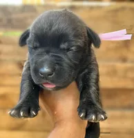 Light Pink II, a female Cane Corso for sale in Walterboro, SC – 2 of 3