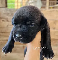 Light Pink , a female Cane Corso for sale in Walterboro, SC – 2 of 4