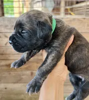 Dark Green, a female Cane Corso for sale in Walterboro, SC – 4 of 5