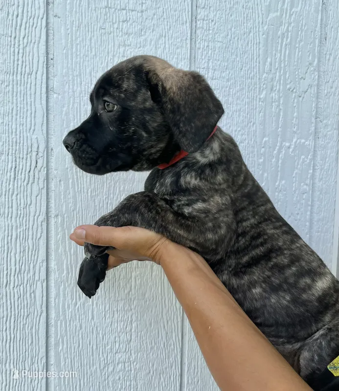 Red – Cane Corso puppy for sale in Walterboro, SC