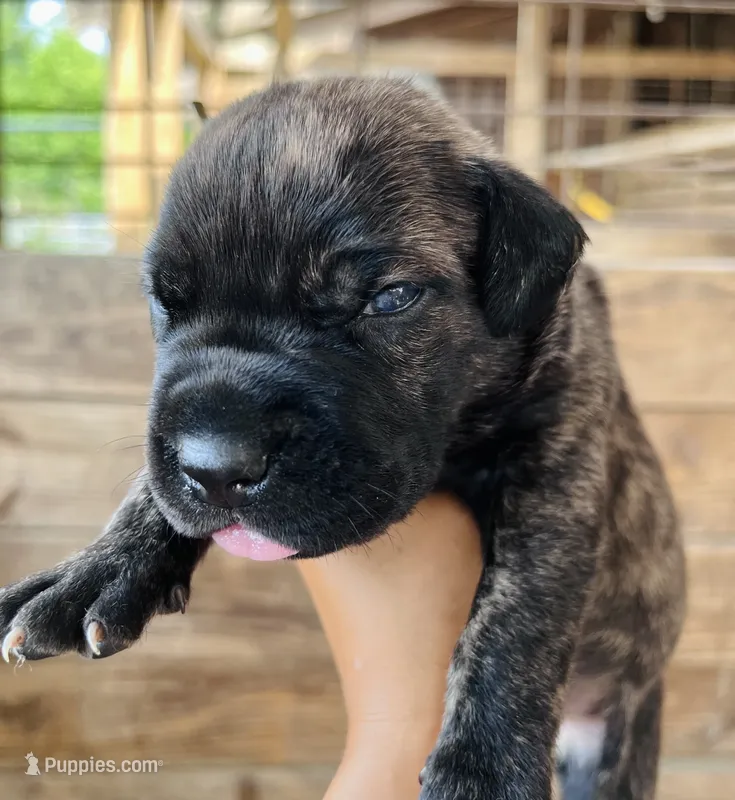 Yellow – Cane Corso puppy for sale in Walterboro, SC