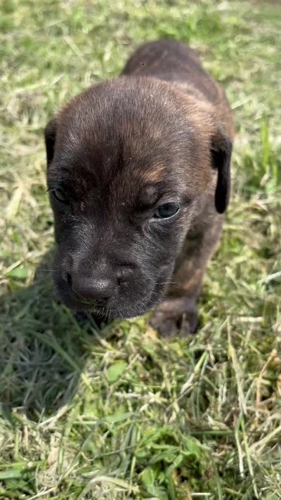 Dark Pink, a female Cane Corso for sale in Walterboro, SC – 3 of 3