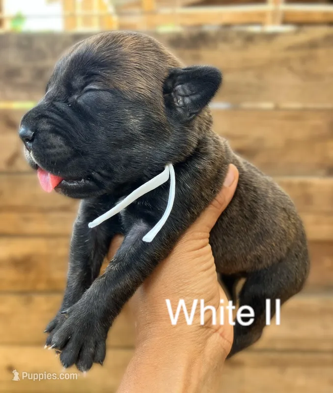 White II – Cane Corso puppy for sale in Walterboro, SC