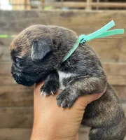 Teal (runt), a female Cane Corso for sale in Walterboro, SC – 3 of 3