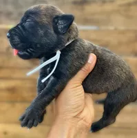 White II, a female Cane Corso for sale in Walterboro, SC – 2 of 3