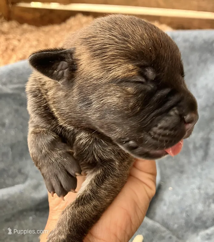 Puppy 2, a male Cane Corso for sale in Walterboro, SC – Photo 1 of 2