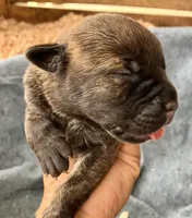 Puppy 2, a male Cane Corso for sale in Walterboro, SC – Photo 1 of 2