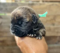 Teal (runt), a female Cane Corso for sale in Walterboro, SC – 2 of 3