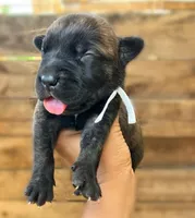 White II, a female Cane Corso for sale in Walterboro, SC – 3 of 3