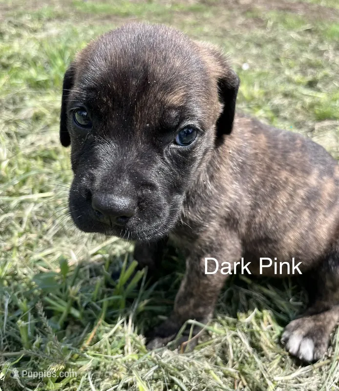 Dark Pink – Cane Corso puppy for sale in Walterboro, SC