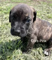 Dark Pink, a female Cane Corso for sale in Walterboro, SC – 2 of 3