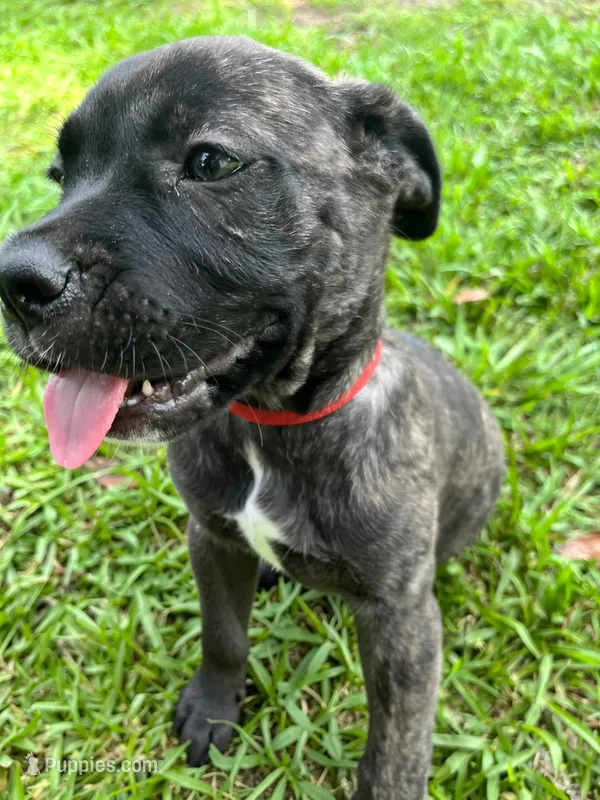 Red – Cane Corso puppy for sale in Walterboro, SC