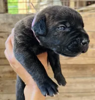 Light Pink , a female Cane Corso for sale in Walterboro, SC – 1 of 4