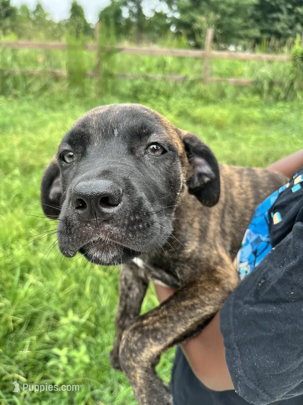 Light Green – Cane Corso puppy for sale in Walterboro, SC