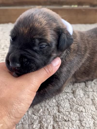 White , a female Cane Corso for sale in Walterboro, SC – 3 of 3