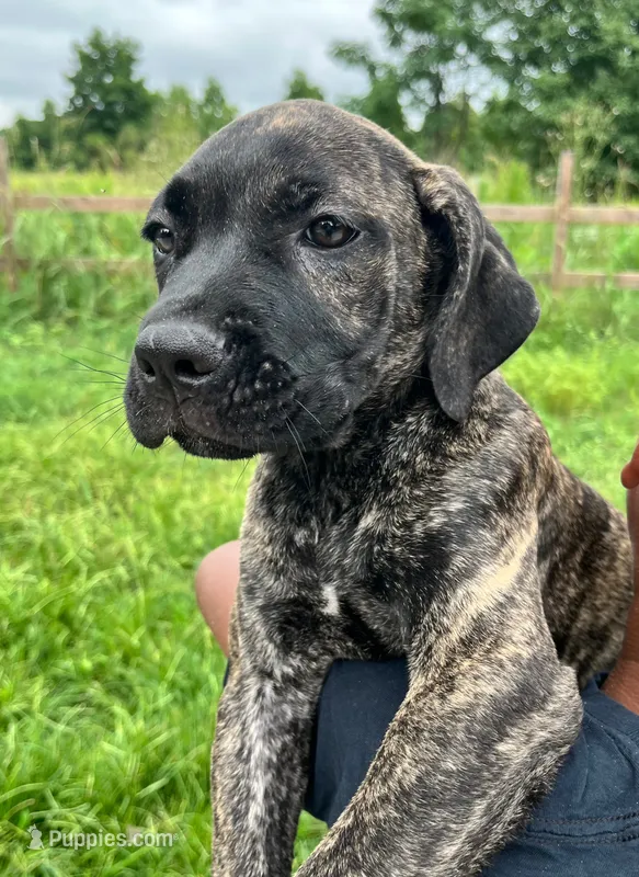 Yellow – Cane Corso puppy for sale in Walterboro, SC