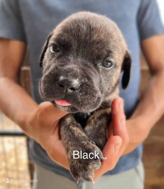 Black – Cane Corso puppy for sale in Walterboro, SC