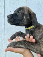 Light Green, a female Cane Corso for sale in Walterboro, SC – 2 of 6
