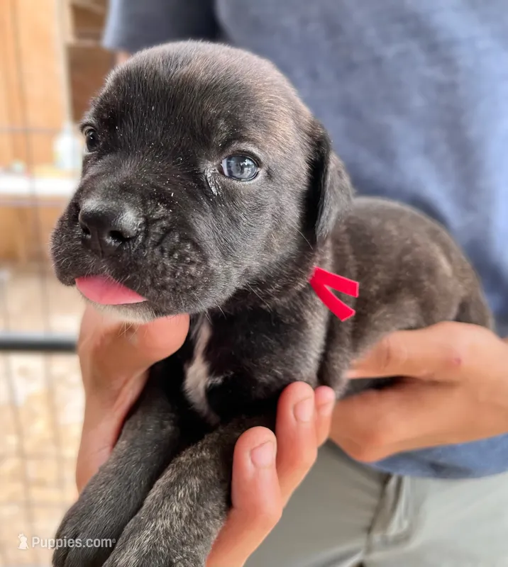 Red – Cane Corso puppy for sale in Walterboro, SC