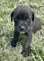 Red, a female Cane Corso for sale in Walterboro, SC – 5 of 6