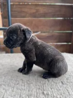 Light Pink , a female Cane Corso for sale in Walterboro, SC – 4 of 4