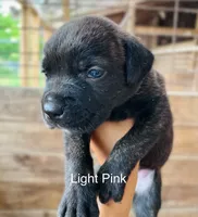 Light Pink , a female Cane Corso for sale in Walterboro, SC – 2 of 4