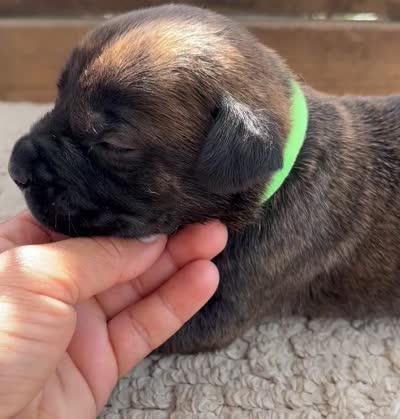 Light Green, a female Cane Corso for sale in Walterboro, SC – 5 of 5